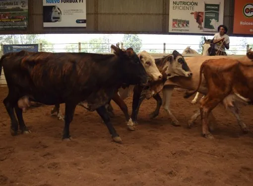 Mercado de Hacienda: Gordos e Invernada registraron leves bajas en el remate de hacienda en la Sociedad Rural de Jesús María