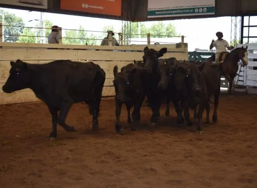 Bajas en la hacienda de consumo en el remate de Consignaciones Córdoba en la Sociedad Rural de Jesús María