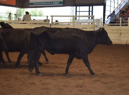 Mercado de Hacienda: Consignaciones Córdoba remata 1.190 cabezas en Jesús María
