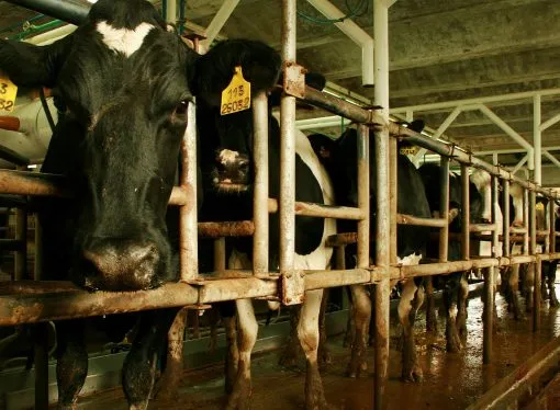 Tecnología de precisión: la clave para anticipar el estrés térmico y proteger la producción lechera