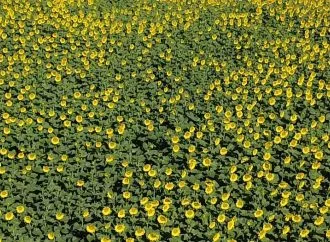 La molienda de girasol alcanzó en enero su nivel más alto en los últimos 13 años