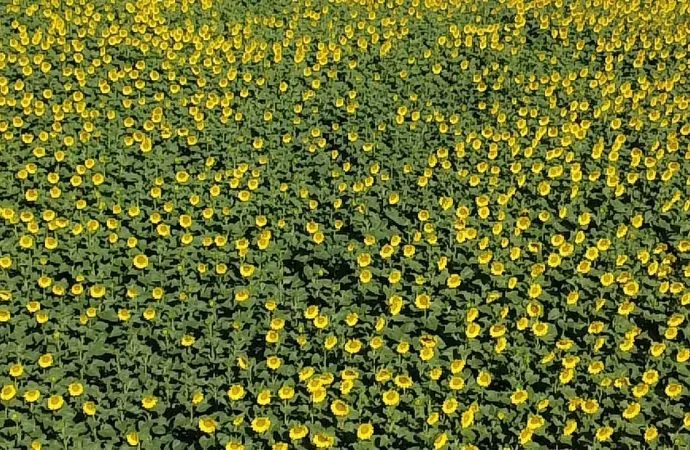 La molienda de girasol alcanzó en enero su nivel más alto en los últimos 13 años