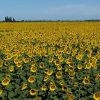 El girasol gana terreno: innovación genética y alianzas estratégicas para potenciar el cultivo