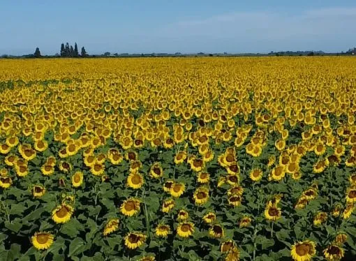 Girasol 2025/26: Argentina se encamina a una producción histórica de 7,3 millones de toneladas