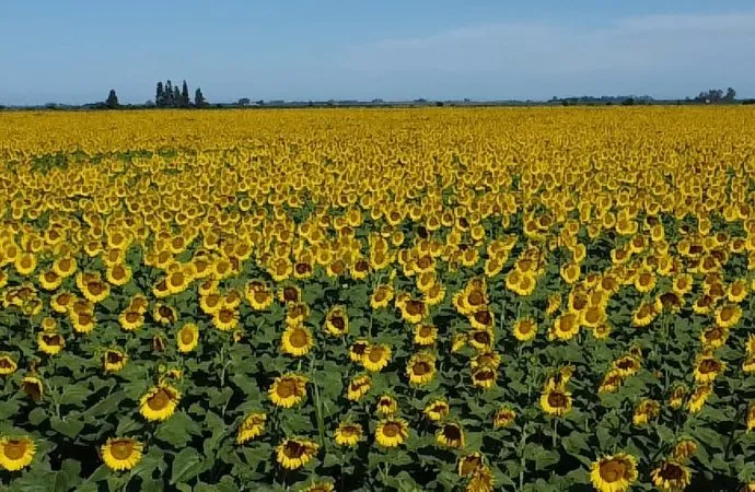 NK Semillas en Expo Agro 2026: Innovación en Genética, Servicios Digitales y el Impulso Estratégico del Girasol