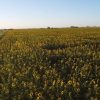 Este miércoles 7 de Enero Jornada Nacional de Girasol en INTA Manfredi