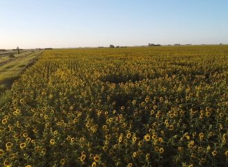 Este miércoles 7 de Enero Jornada Nacional de Girasol en INTA Manfredi