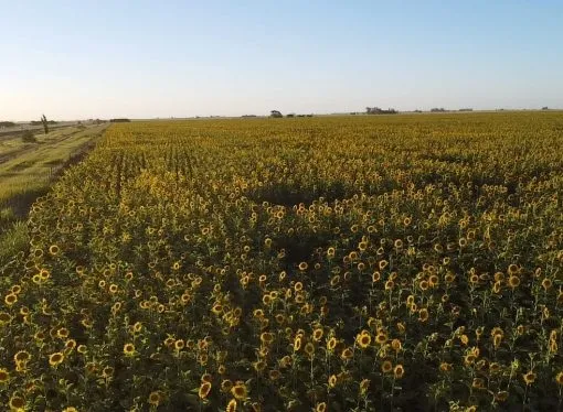 Este miércoles 7 de Enero Jornada Nacional de Girasol en INTA Manfredi