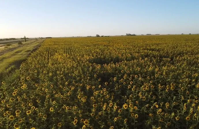 Este miércoles 7 de Enero Jornada Nacional de Girasol en INTA Manfredi