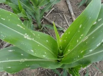 Idaten: La apuesta de Summit Agro por un control superior de plagas en maíz y soja