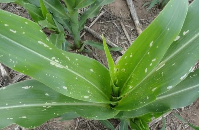 Idaten: La apuesta de Summit Agro por un control superior de plagas en maíz y soja