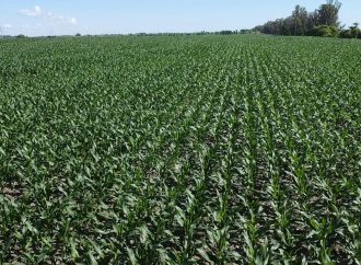 Récord histórico: Argentina proyecta una producción de 62 millones de toneladas de maíz para la nueva campaña