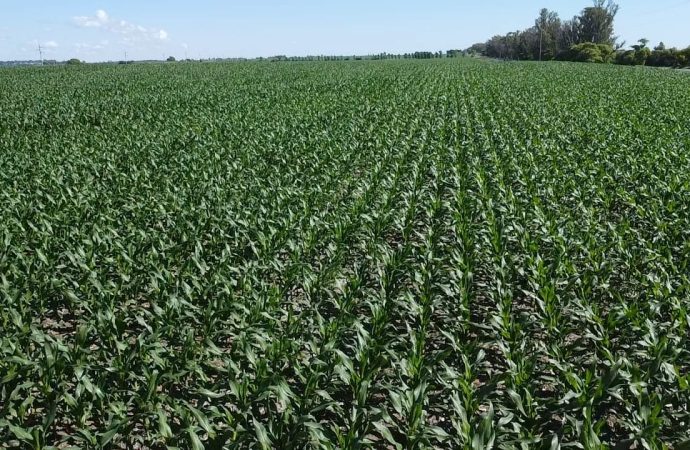 Récord histórico: Argentina proyecta una producción de 62 millones de toneladas de maíz para la nueva campaña