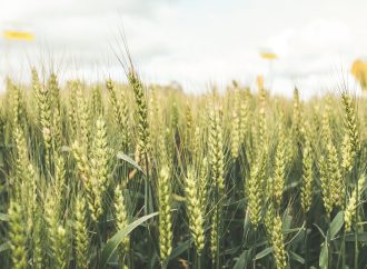 Manejo y genética: las claves detrás de los 6.000 kg/ha de trigo en el sudeste bonaerense