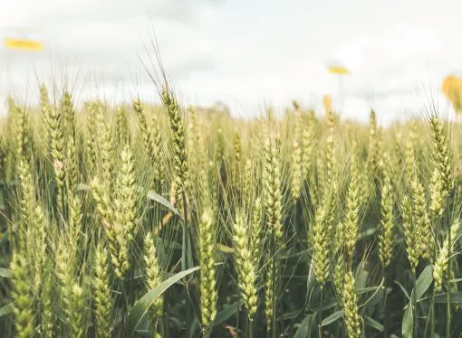 Manejo y genética: las claves detrás de los 6.000 kg/ha de trigo en el sudeste bonaerense