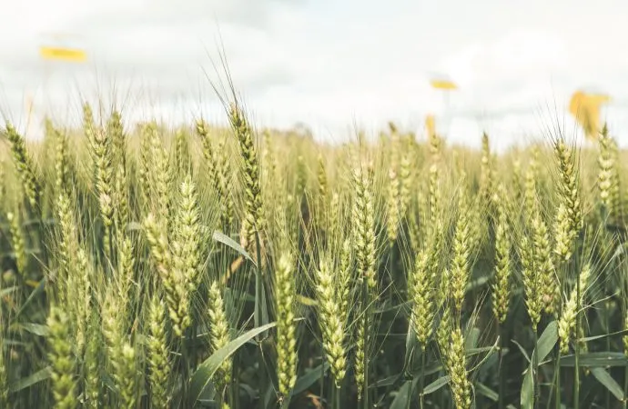 Manejo y genética: las claves detrás de los 6.000 kg/ha de trigo en el sudeste bonaerense