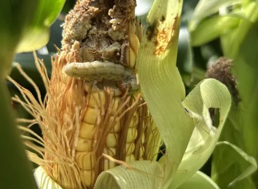Encuesta REM Aapresid: el 80% de los productores detectó daños por orugas en maíces Bt