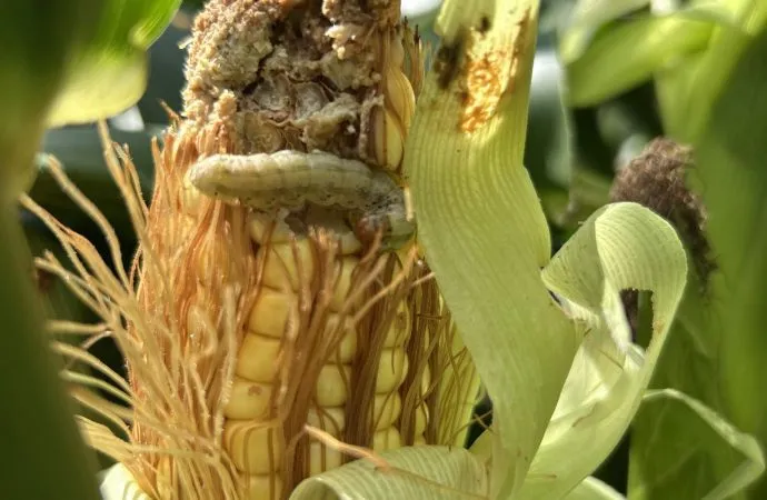 Encuesta REM Aapresid: el 80% de los productores detectó daños por orugas en maíces Bt