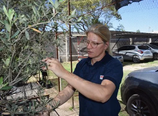 Emergencia fitosanitaria: Investigadores argentinos del INTA trabajan en una red global para salvar olivares