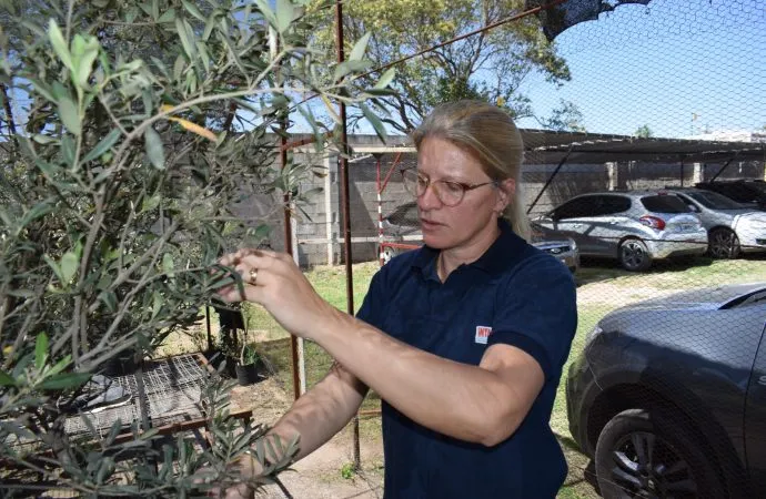 Emergencia fitosanitaria: Investigadores argentinos del INTA trabajan en una red global para salvar olivares