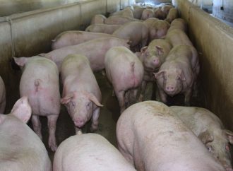 Sector porcino 2025: récord de consumo interno en medio de una rentabilidad bajo presión