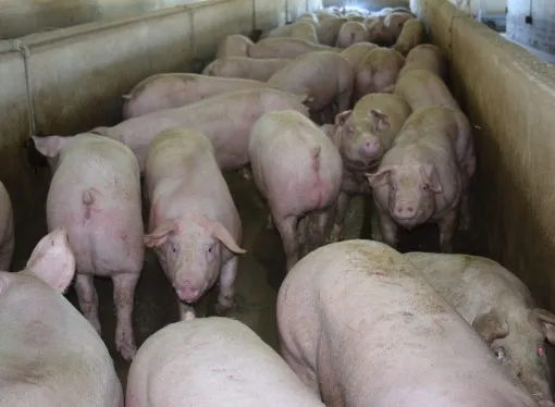 El sector porcino inicia 2026 con crecimiento interanual, impulsado por un consumo interno récord