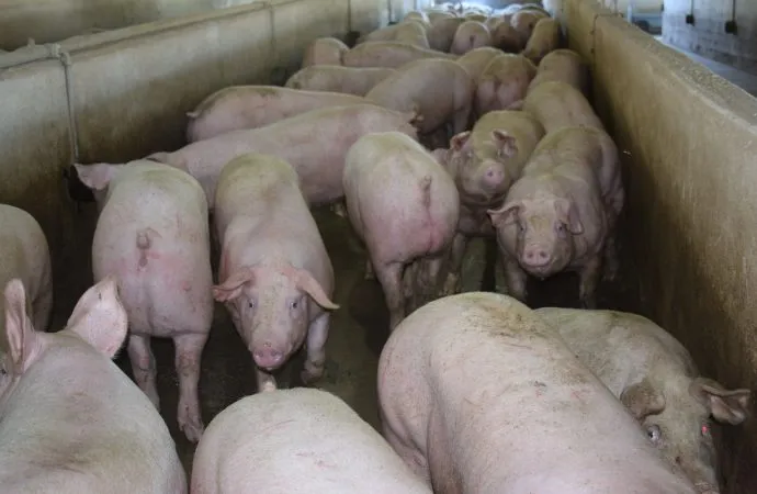 Más respaldo al sector porcino: créditos en valor producto alcanzan los $14.000 millones