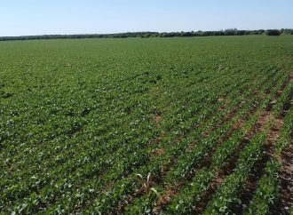 La sequía golpea la región núcleo: Enero cierra con un 66% menos de lluvias y recorta el potencial de la soja