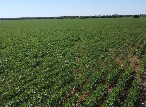 La sequía golpea la región núcleo: Enero cierra con un 66% menos de lluvias y recorta el potencial de la soja