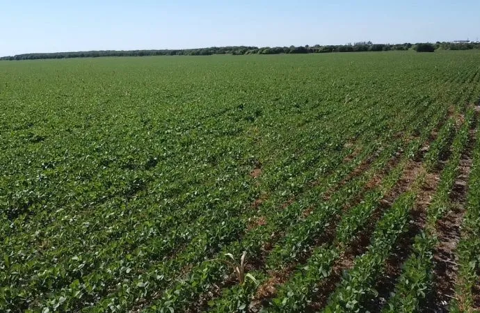 La sequía golpea la región núcleo: Enero cierra con un 66% menos de lluvias y recorta el potencial de la soja