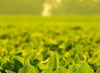 Novonesis y SpeedAgro sellan una alianza estratégica para revolucionar la bioestimulación de cultivos