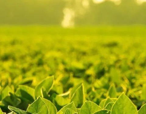 Novonesis y SpeedAgro sellan una alianza estratégica para revolucionar la bioestimulación de cultivos