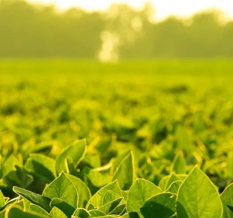 Novonesis y SpeedAgro sellan una alianza estratégica para revolucionar la bioestimulación de cultivos