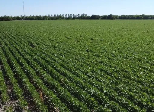 La soja en la región núcleo: estiman una pérdida de 600.000 toneladas, aunque las lluvias de febrero frenan el deterioro