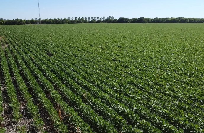 La soja en la región núcleo: estiman una pérdida de 600.000 toneladas, aunque las lluvias de febrero frenan el deterioro