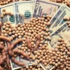 Granos al alza: el dólar débil y los biocombustibles traccionan los precios en Chicago y el mercado local