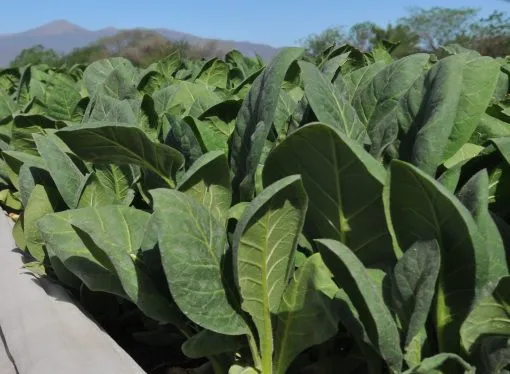 Récord histórico en la emisión de warrants: el sector agroindustrial impulsa su financiamiento en 2025