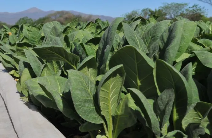 Récord histórico en la emisión de warrants: el sector agroindustrial impulsa su financiamiento en 2025