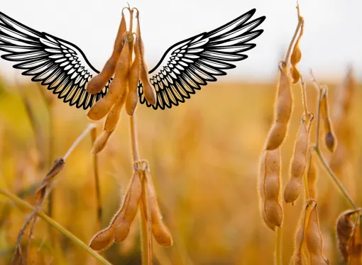 La soja vuela en Chicago tras las promesas de Trump: impacto positivo en los precios locales