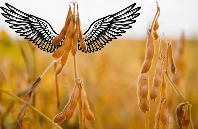 La soja vuela en Chicago tras las promesas de Trump: impacto positivo en los precios locales