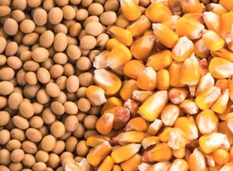 Mercados en baja: Chicago retrocede y arrastra los precios locales de la soja y el maíz