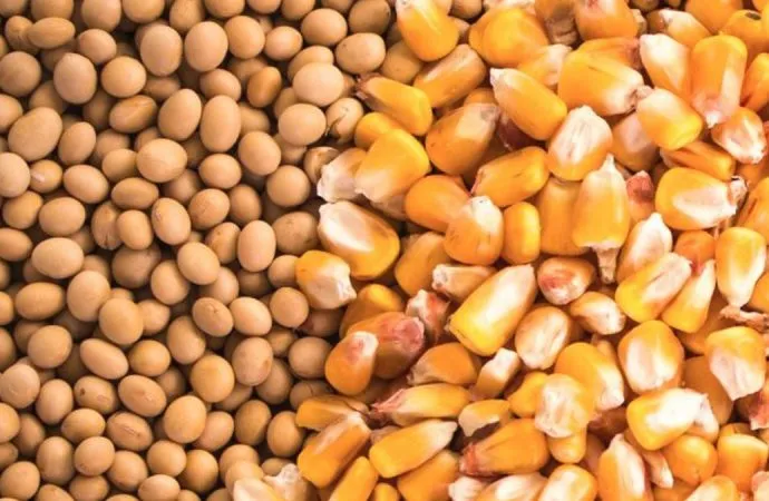 Mercados en baja: Chicago retrocede y arrastra los precios locales de la soja y el maíz