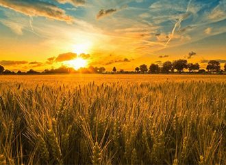 Granos en Alerta: Entre la cautela de Chicago y la firmeza en Rosario