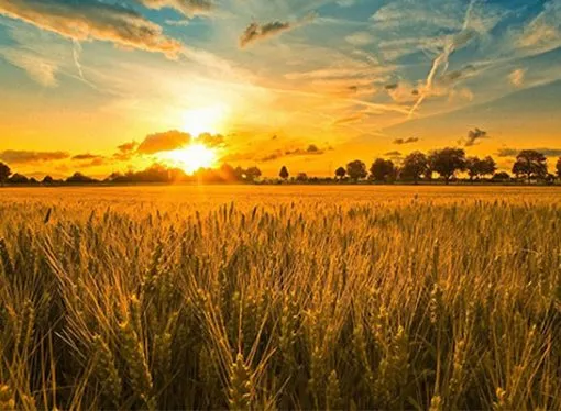 Granos en Alerta: Entre la cautela de Chicago y la firmeza en Rosario