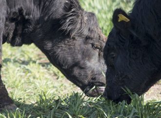 Más impulso a la ganadería: La UNC abre inscripciones para la Diplomatura en Producción Bovina 2026
