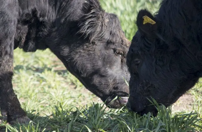 Más impulso a la ganadería: La UNC abre inscripciones para la Diplomatura en Producción Bovina 2026
