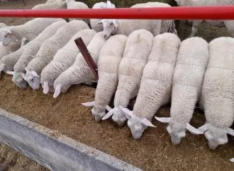 Del campo al plato: tres sommeliers se unen para revalorizar la carne de cordero en Argentina