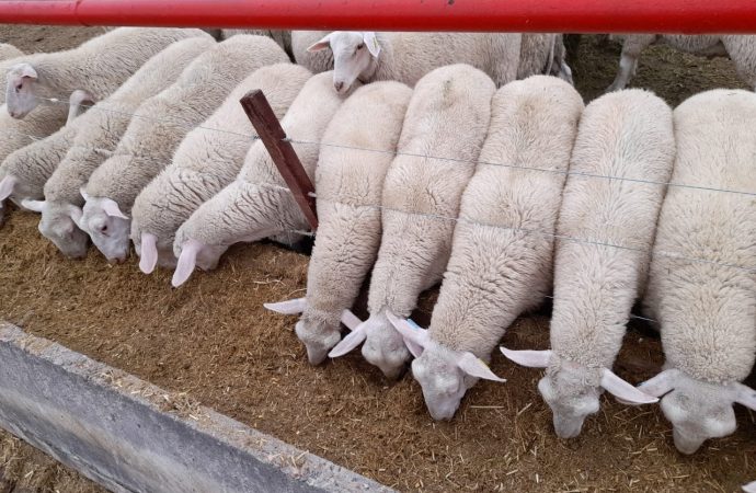 Del campo al plato: tres sommeliers se unen para revalorizar la carne de cordero en Argentina