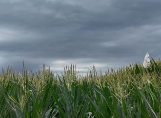 El campo argentino recupera el aliento: tras un enero de lluvias dispares, febrero trae alivio hídrico y térmico