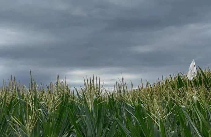 El campo argentino recupera el aliento: tras un enero de lluvias dispares, febrero trae alivio hídrico y térmico
